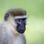 探索澳门海立方网址平台的多样化游戏选择与优惠活动 292zkbm3